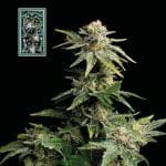 White Widow Fast Feminised Seeds-SMAN-WW-FAST-FEM