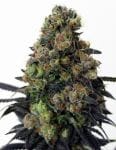 Acid Dough Feminised Seeds-RIPP-AD-FEM
