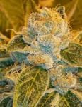 Sour Ripper Feminised Seeds-RIPP-SR-FEM