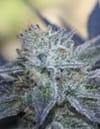 Washing Machine Feminized Seeds-RIPP-WM-FEM