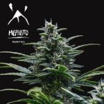 Skywalker Auto Feminised Seeds-MEPH-SKYWALK-AUTO-Fem