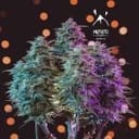 Sour Stomper Auto Feminised Seeds-MEPH-SOSTO-AUTO-Fem