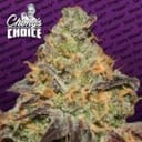 Blue Kush Berry Feminised Seeds-para-bluekushberry-fem