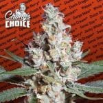 L.A. Amnesia Feminised Seeds-para-laamnesia-fem