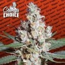 L.A. Amnesia Feminised Seeds-para-laamnesia-fem