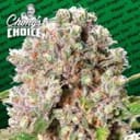 Mendocino Skunk Feminised Seeds-para-mendocinoskunk-fem