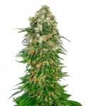 Shiva Skunk Auto Feminised Seeds-sensi-shivsk-auto-fem