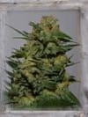 Green Crack Feminised Seeds-GOG-GC-FEM