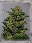 Green Crack Femminizzati Semi-GOG-GC-FEM