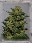 Green Crack Feminised Seeds-GOG-GC-FEM