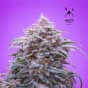 Double Grape Auto Feminised Seeds-MEPH-DGR-AUTO-Fem