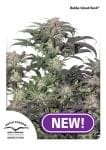 Bubba Island Kush Feminised Seeds-dp-bubba-island-kush
