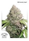 Charlotte's Angel CBD Feminised Seeds-dp-charlottes-angel