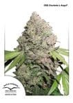 Charlotte's Angel CBD Feminised Seeds-dp-charlottes-angel
