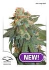 Orange Bud Auto Feminised Seeds-dp-autoorangebud