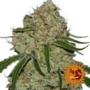 Phantom OG Feminisiert Samen-BFSPHOG-Fem
