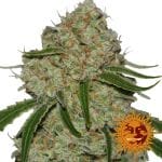 Phantom OG феминизирани семена-BFSPHOG-Fem
