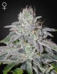 Franco's Lemon Cheese Feminised Seeds-GHFLC