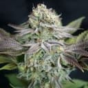Blue Dream Feminisiert Samen-GOG-BD-FEM