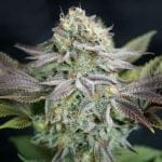 Blue Dream феминизирани семена-GOG-BD-FEM