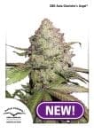 Charlotte's Angel CBD Auto Feminised Seeds-DP-charlottesangel-cbd-auto