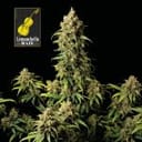 Lemonchello Haze Feminized Seeds-SMANLH