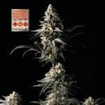 Strawberry Banana Grape Feminised Seeds-SMANSTB