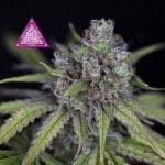 Critical Purple Kush феминизирани семена-SMANCPK