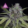 Critical Purple Kush Feminized Seeds-SMANCPK