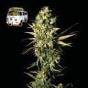 The White OG Feminized Seeds-SMANTWR