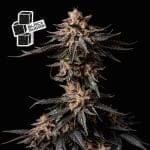 Black Sugar Feminized Seeds-SMANBLS