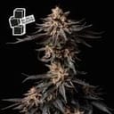 Black Sugar Feminised Seeds-SMANBLS