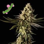 Bubba Kush Feminized Seeds-SMANBUKU