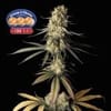 Cream & Cheese CBD 1:1 Feminised Seeds-SMANCCCBD