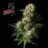 Bruce Banger Feminized Seeds-SMANBB