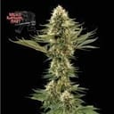 Bruce Banger Fast Feminized Seeds-SMANBBFAST