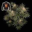 Badazz Cookies OG Feminised Seeds-SMANBCOG