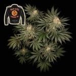Badazz Cookies OG Feminised Seeds-SMANBCOG