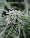 NL Auto Feminised Seeds-FMLNL