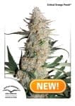 Critical Orange Punch Feminised Seeds-dp-critical-orange-punch