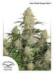 Critical Orange Punch Auto Feminised Seeds-DP-critical-orange-punch-auto