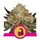 HulkBerry Feminised Seeds-RQS-HULK-FEM