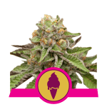 Green Gelato Feminised Seeds-RQS-GG-FEM