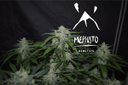 Fugue State Auto Feminized Seeds-MEPH-FUGSTAT-AUTO-FEM