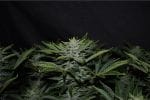 Orange Diesel Auto Feminisiert Saatgut-MEPH-ORADIES-AUTO-FEM
