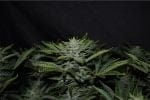 Orange Diesel Auto Féminisée Graines-MEPH-ORADIES-AUTO-FEM