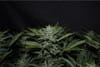 Orange Diesel Auto Feminisiert Samen-MEPH-ORADIES-AUTO-FEM