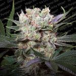 Californian Gold Feminised Seeds-PARA-californiagold
