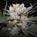Californian Gold Feminised Seeds-PARA-californiagold