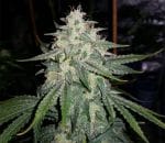 4 Assed Monkey Auto Feminisiert Saatgut-MEPH-4ASS-AUTO-FEM